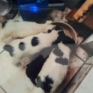 Cachorro raça Metiços de Border Collie  idade 2 a 6 meses nome filhotes mestiços d