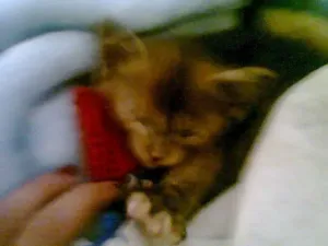 Gato raça vira lata idade 7 a 11 meses nome Murici