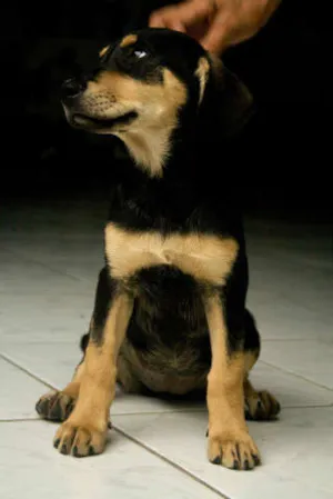 Cachorro raça Rottweiler idade 2 a 6 meses nome Rot