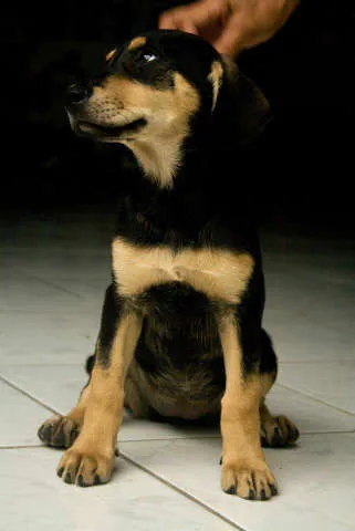 Cachorro ra a Rottweiler idade 2 a 6 meses nome Rot
