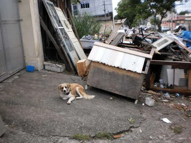 Cachorro raça SRD idade 1 ano nome BOB