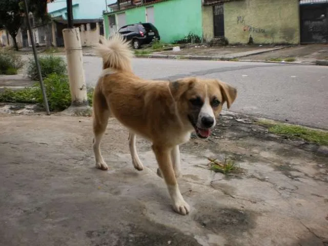 Cachorro raça SRD idade 1 ano nome BOB