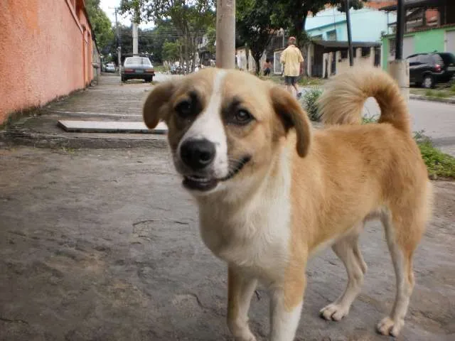 Cachorro raça SRD idade 1 ano nome BOB