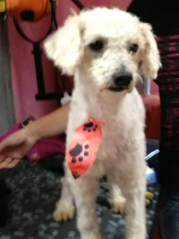 Cachorro ra a Poodle idade 1 ano nome Rafael