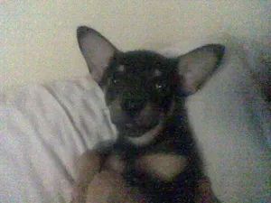Cachorro raça Pinscher idade 2 a 6 meses nome Akira