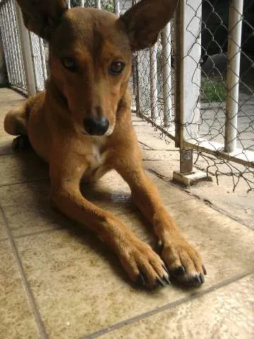 Cachorro ra a SRD idade 3 anos nome Tuti