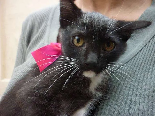 Gato ra a SRD idade 2 a 6 meses nome Orquinha e Cia