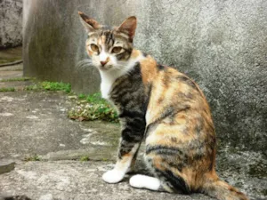 Gato raça SRD idade 2 a 6 meses nome Orquinha e Cia