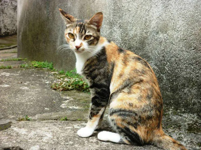 Gato ra a SRD idade 2 a 6 meses nome Orquinha e Cia