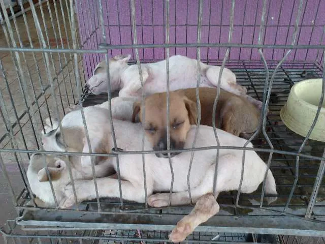 Cachorro ra a SRD idade Abaixo de 2 meses nome Lindos Filhotes