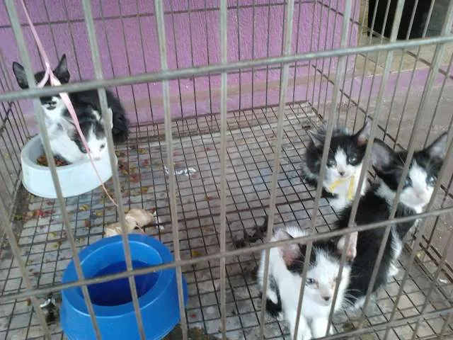 Gato ra a SRD idade Abaixo de 2 meses nome Lindos filhotes