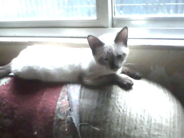 Gato ra a  idade  nome Varios