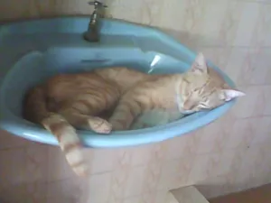 Gato raça  idade  nome Varios