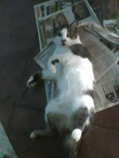 Gato ra a  idade  nome Varios