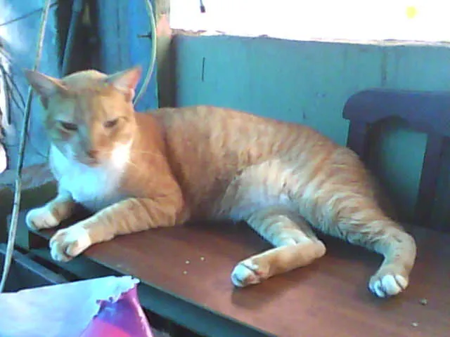 Gato ra a  idade  nome Varios