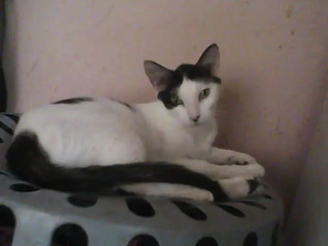 Gato ra a  idade  nome Varios