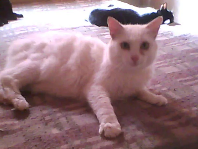 Gato ra a  idade  nome Varios