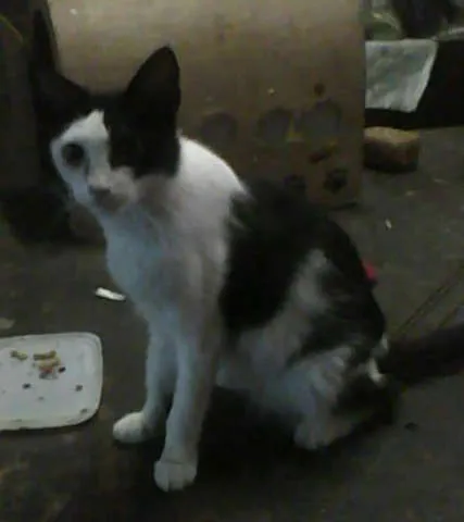 Gato ra a  idade  nome Varios