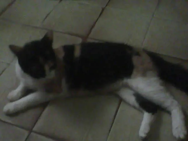 Gato ra a  idade  nome Varios