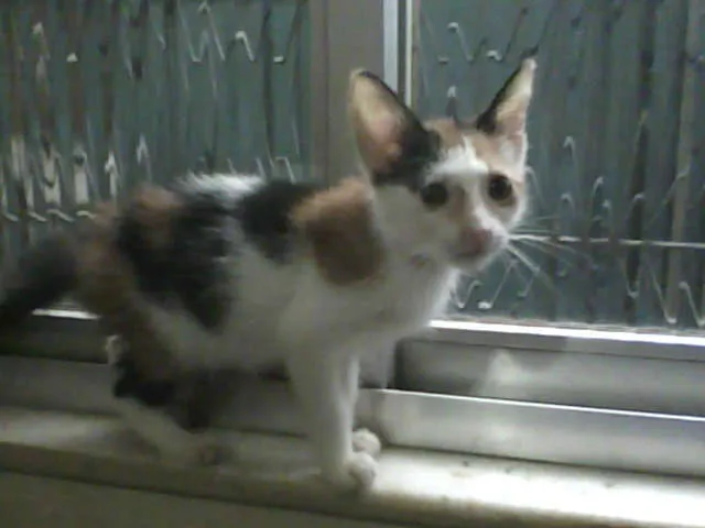 Gato ra a  idade  nome Varios