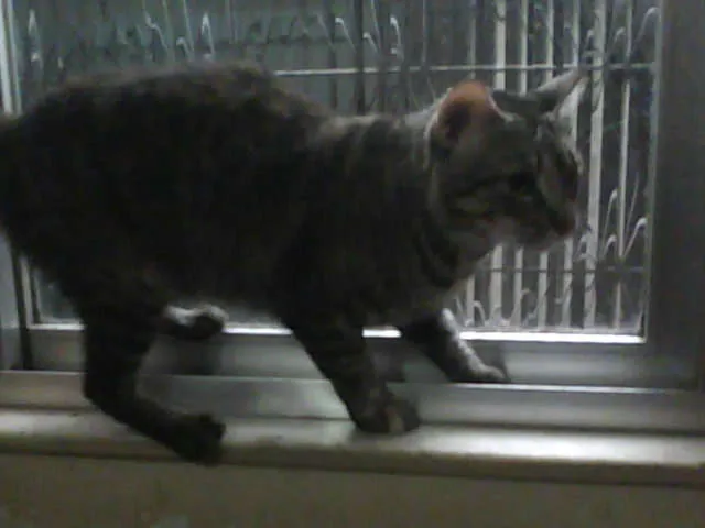 Gato ra a  idade  nome Varios