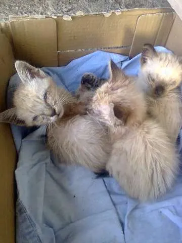 Gato ra a SRD idade Abaixo de 2 meses nome Gatinhos
