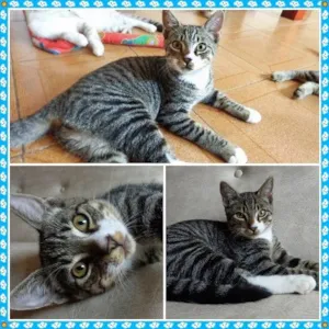 Gato raça SRD idade 2 a 6 meses nome SUFLAIR