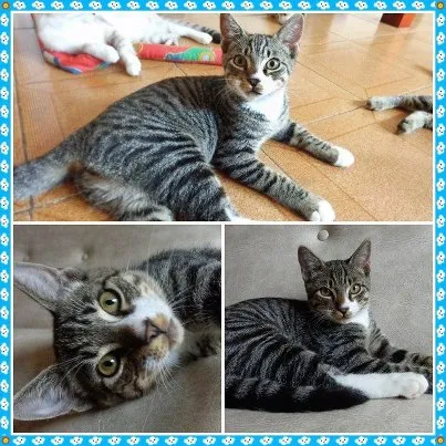 Gato ra a SRD idade 2 a 6 meses nome SUFLAIR