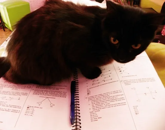 Gato ra a  idade 1 ano nome Tina