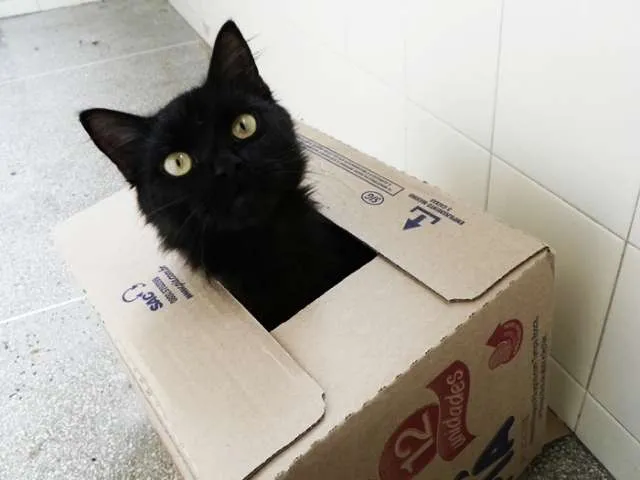 Gato ra a  idade 1 ano nome Tina