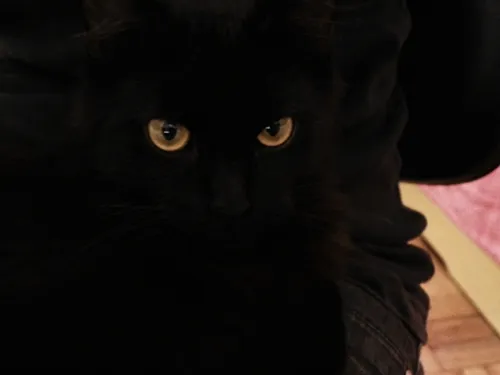Gato ra a  idade 1 ano nome Tina
