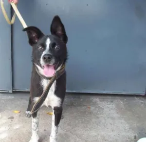 Cachorro raça Srd idade 2 a 6 meses nome Donatella
