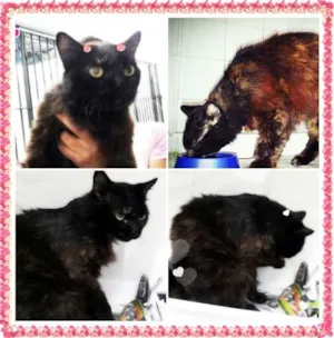 Gato raça SRD idade 5 anos nome Anastácia
