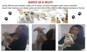 Cachorro raça SRD idade 2 a 6 meses nome Filhotes