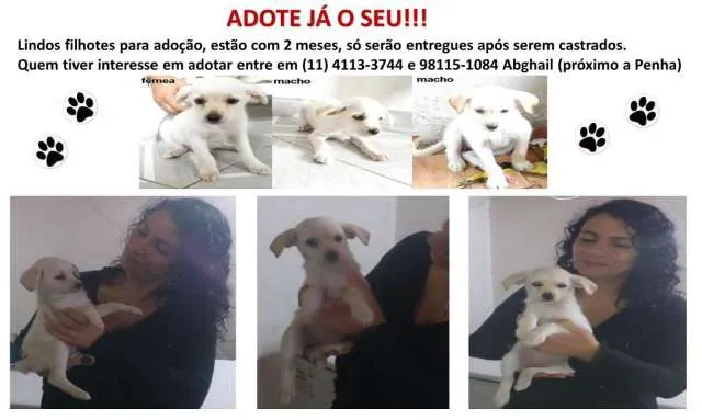 Cachorro ra a SRD idade 2 a 6 meses nome Filhotes