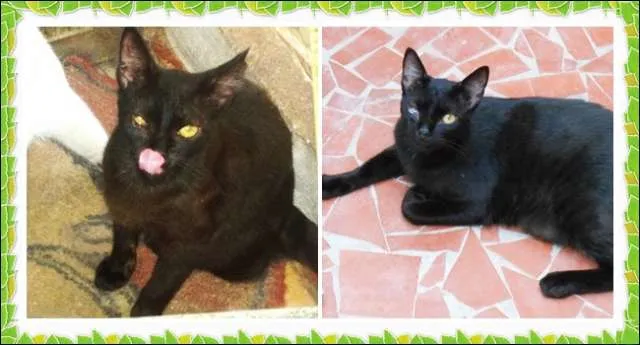 Gato ra a SRD idade 1 ano nome Zóinho