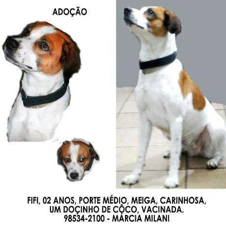 Cachorro ra a SRD idade 2 anos nome FIFI