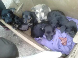 Cachorro raça SRD idade Abaixo de 2 meses nome EMBU 