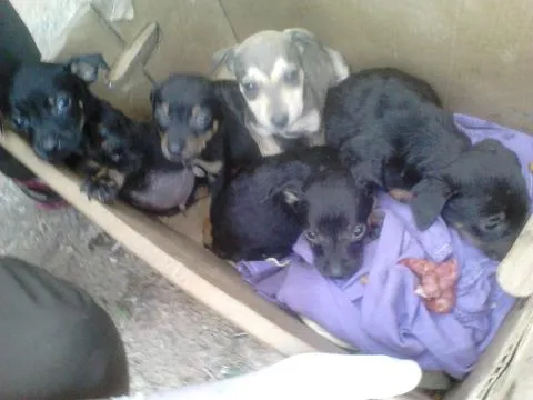 Cachorro ra a SRD idade Abaixo de 2 meses nome EMBU 