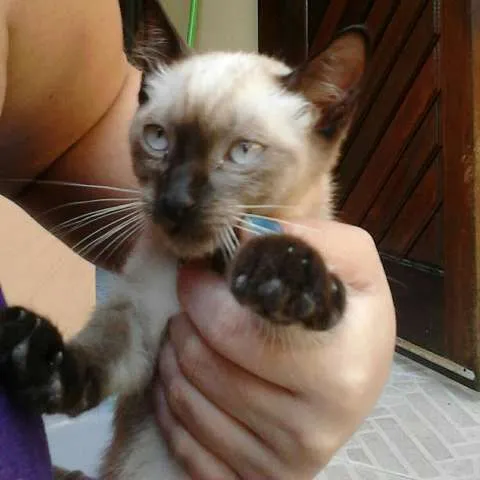 Gato ra a Siamês idade 2 a 6 meses nome Nao Tem