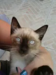 Nao Tem