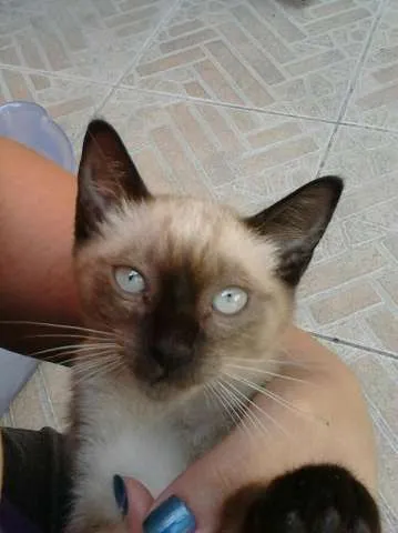 Gato ra a Siamês idade 2 a 6 meses nome Nao Tem