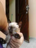 Nao Tem