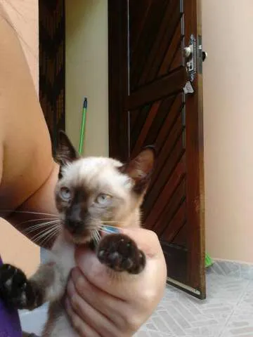 Gato ra a Siamês idade 2 a 6 meses nome Nao Tem