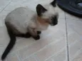 Nao Tem