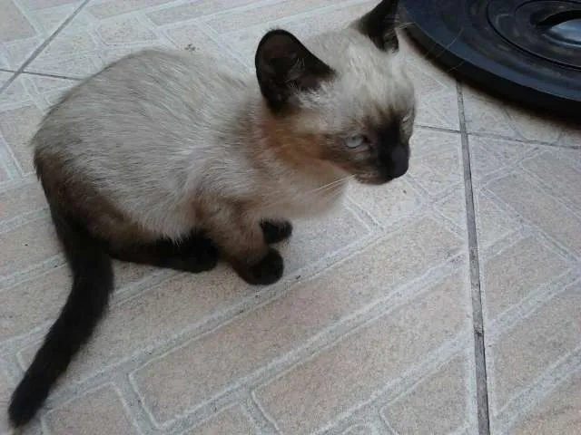 Gato ra a Siamês idade 2 a 6 meses nome Nao Tem