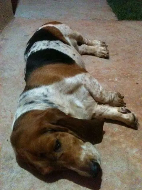Cachorro ra a Basset-Cofap idade 4 anos nome BASSET HOUND