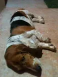 BASSET HOUND
