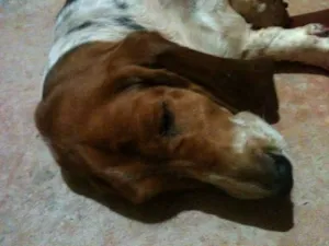 Cachorro raça Basset-Cofap idade 4 anos nome BASSET HOUND