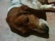 BASSET HOUND